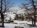 گزارش تصویری  از اولین برف جنگل ابر